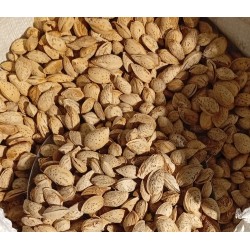 بادام کاغذی